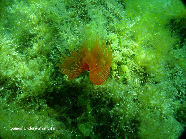 samos underwater